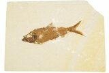 Detailed Fossil Fish (Knightia) - Wyoming #186479-1